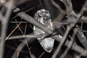 Eastern Screech-owl by Matthew Cvetas