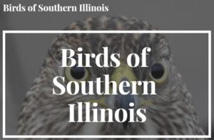 Birds of Southern Illinois