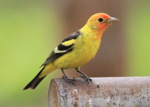 Western Tanager by Dennis Oehmke