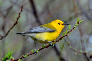 Prothonotary Warbler by Matthew Cvetas