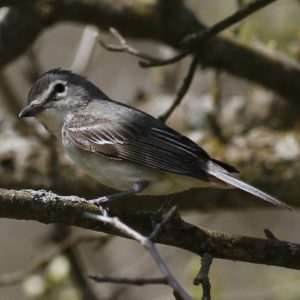 Plumbeous Vireo by Jon Grainger