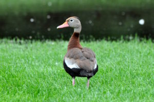 Black-bellied Whistling-Duck by Matthew Cvetas