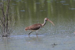 White Ibis by Rob Francis