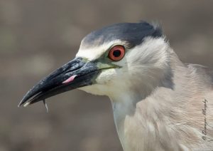 Black-crowned Night-Heron by Demayne Murphy