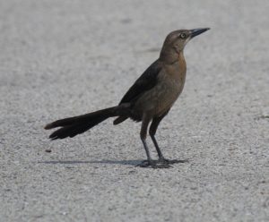Great-tailed Grackle  by Joan Campbell