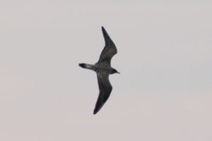 Long-tailed Jaeger by Jake Cvetas