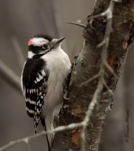 Downy Woodpecker by Demayne Murphy