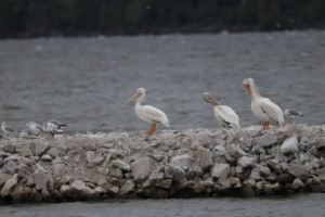 American White Pelican by Teresa Fouke