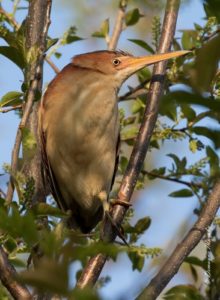 Least Bittern by Demayne Murphy