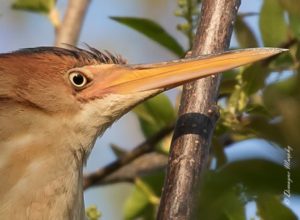 Least Bittern up close by Demayne Murphy