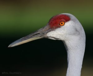 Sandhill Crane by Emil Baumbach