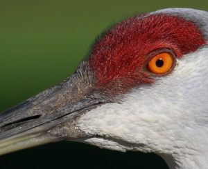 Sandhill Crane up close by Emil Baumbach