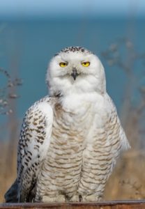 Snowy Owl by Leo Estrada