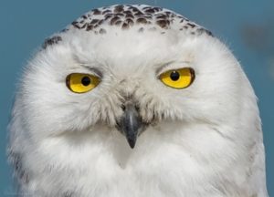 Snowy Owl up close by Leo Estrada