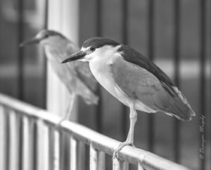 Black-Crowned Night-Heron and juvenile