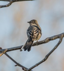 Townsend's Solitaire by Fran Morel