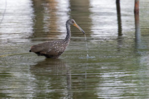 Limpkin by Fran Morel.