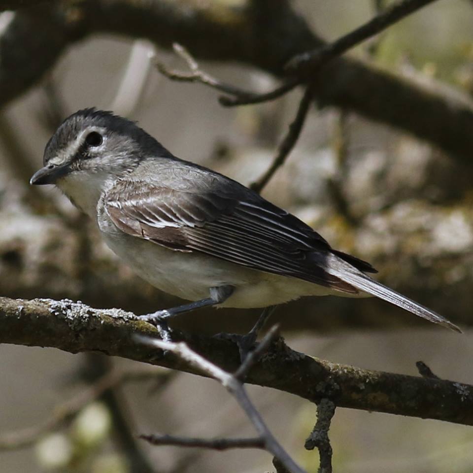 Rare Bird Alert 22 May 2018 Illinois Ornithological Society