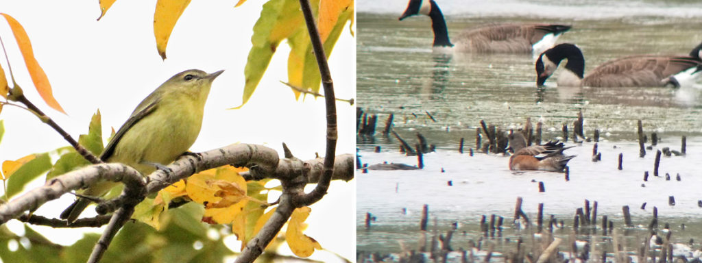 Philadelphia Vireo and American Wigeon.