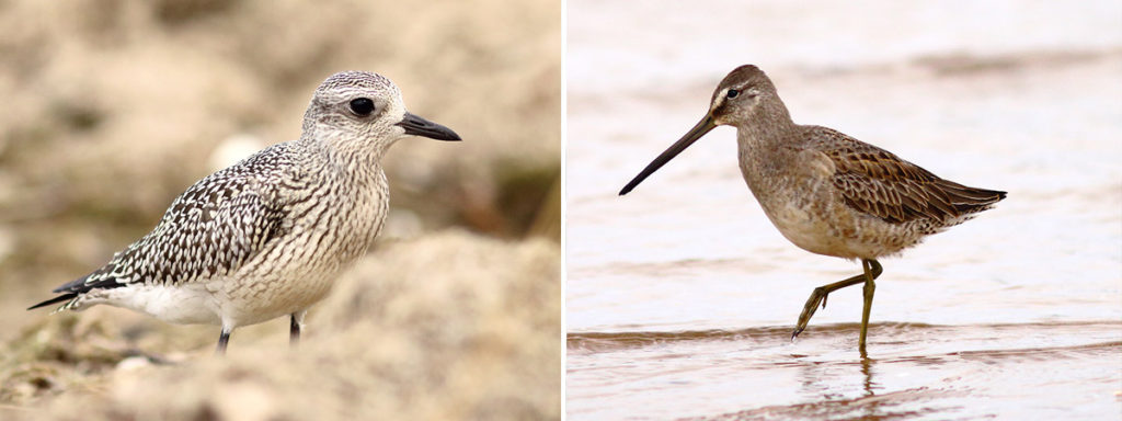 Black-bellied Plover and Long-billed Dowitcher
