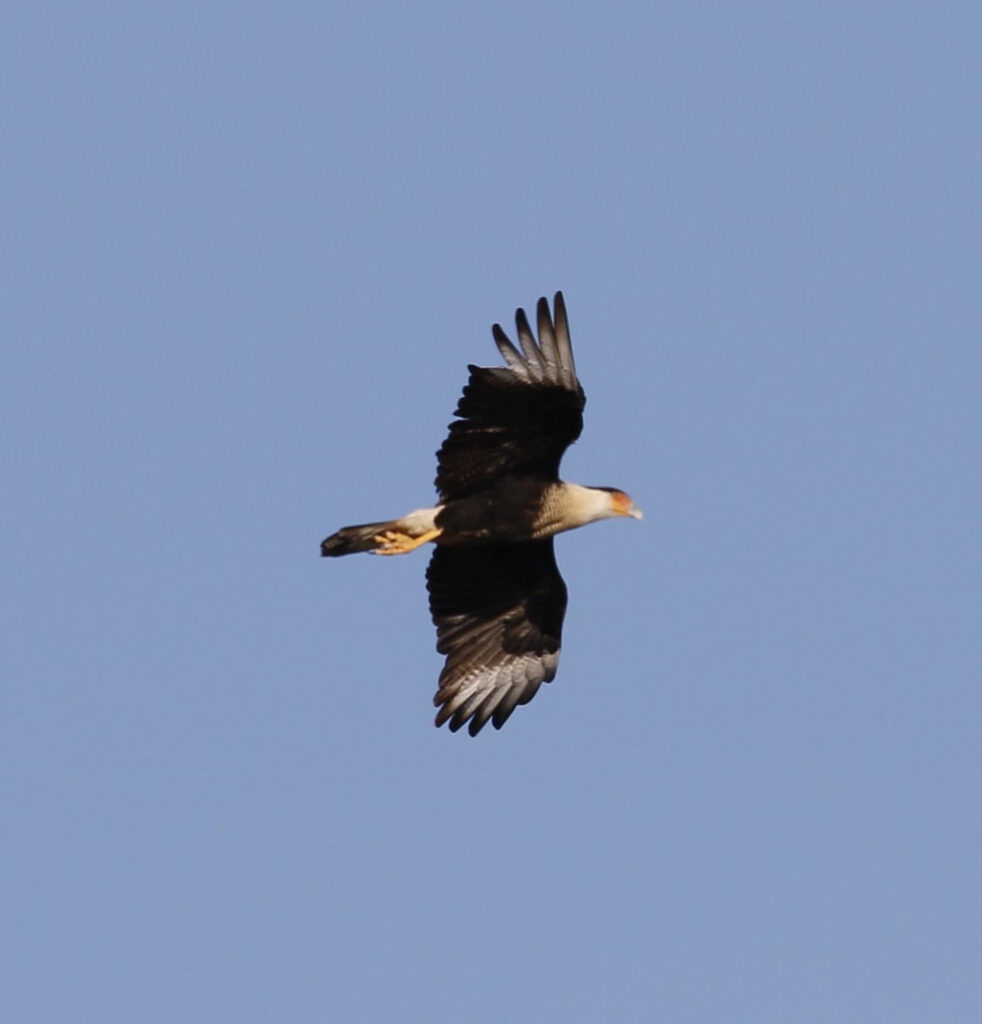 Crested Caracara, Fulton Co, Feb 2023, photo by Leroy Harrison